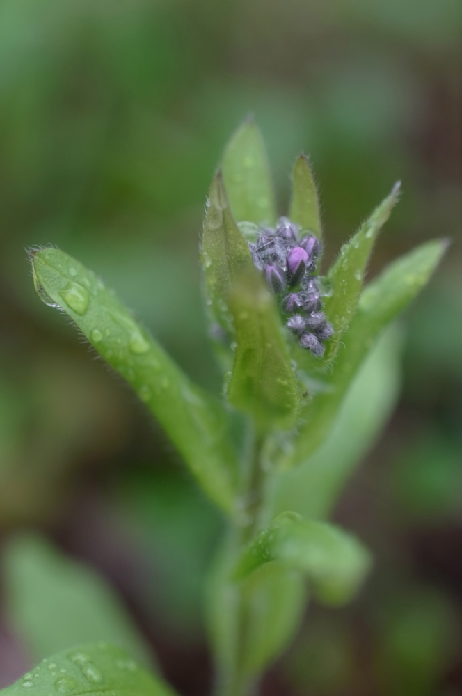 f:id:elmikamino:20130523111758j:image:h500