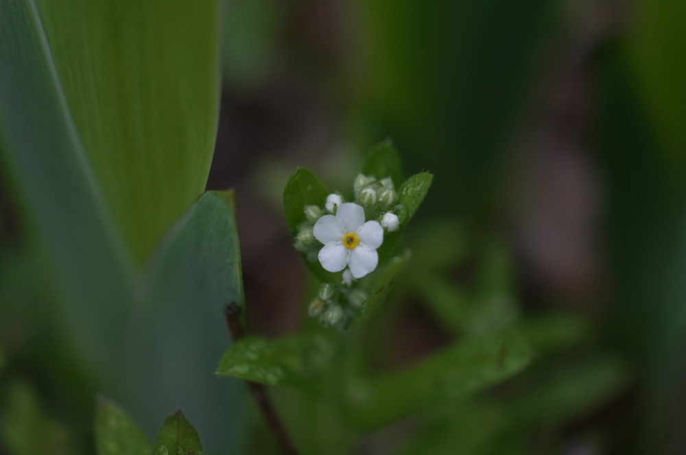 f:id:elmikamino:20130523112102j:image:w500