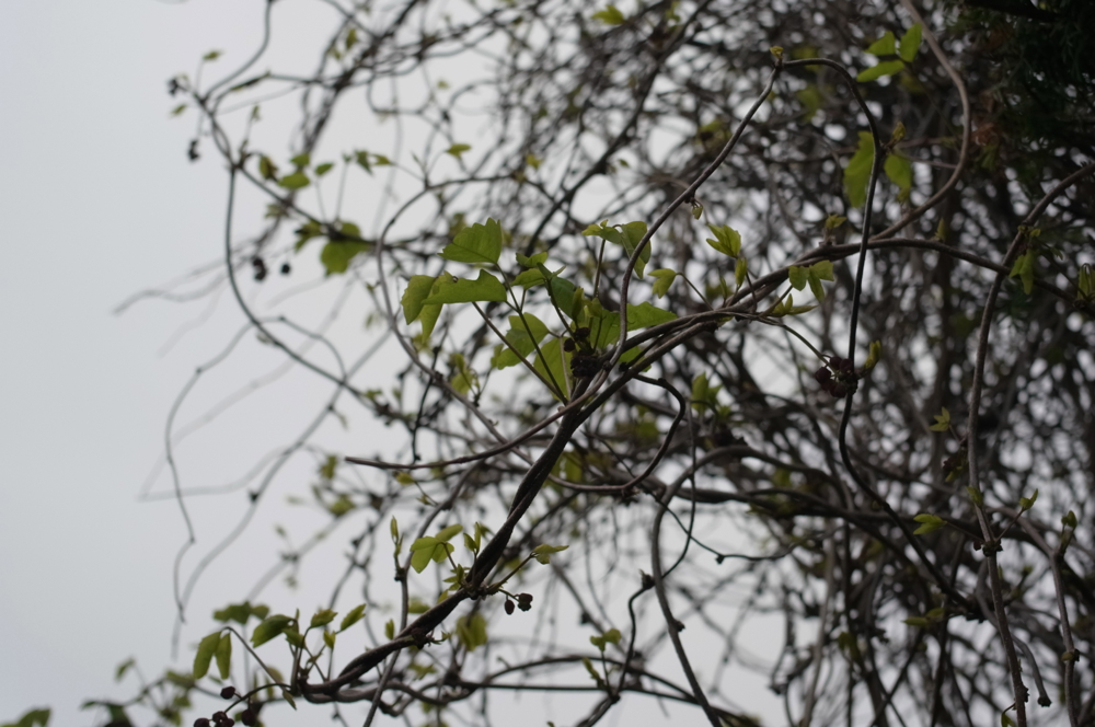 f:id:elmikamino:20130523112617j:image:w500