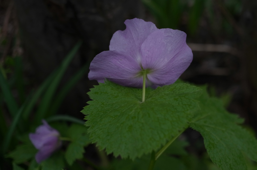 f:id:elmikamino:20130523114723j:image:w500