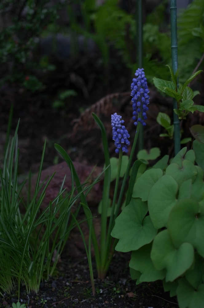 f:id:elmikamino:20130523114950j:image:h500