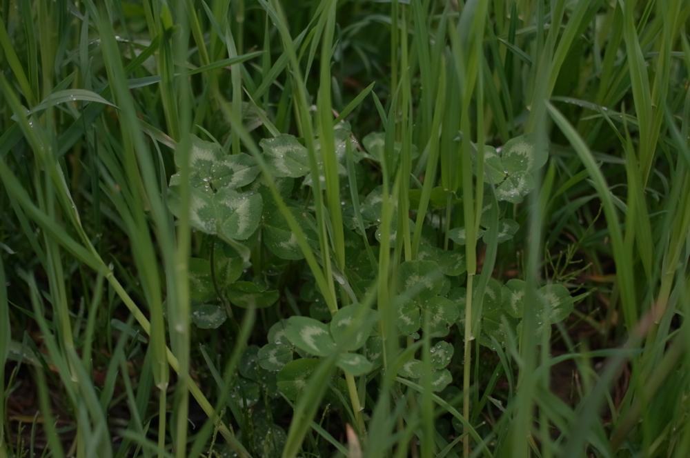 f:id:elmikamino:20130523115348j:image:w500