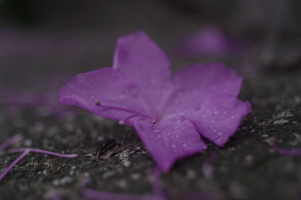 f:id:elmikamino:20130523115510j:image:w500