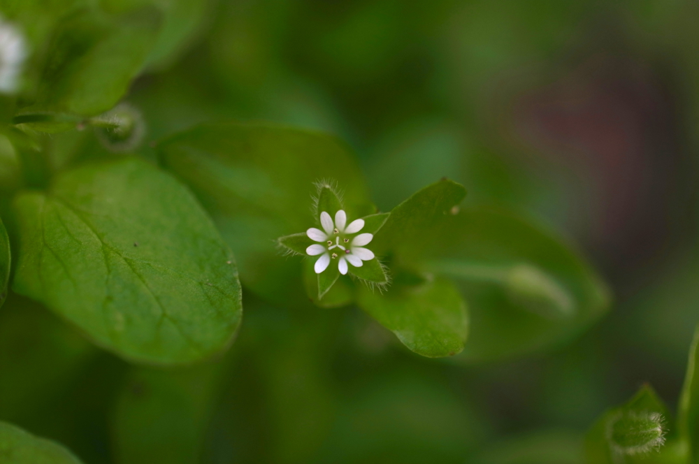 f:id:elmikamino:20130524101118j:image:w500