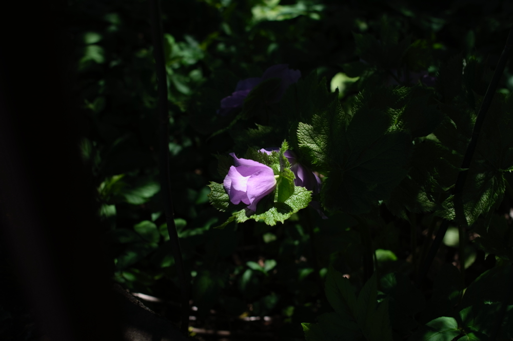 f:id:elmikamino:20130524103135j:image:w500