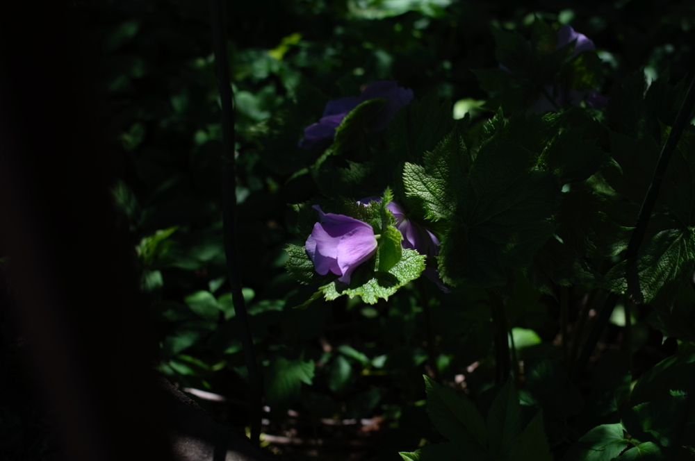 f:id:elmikamino:20130524103145j:image:w500