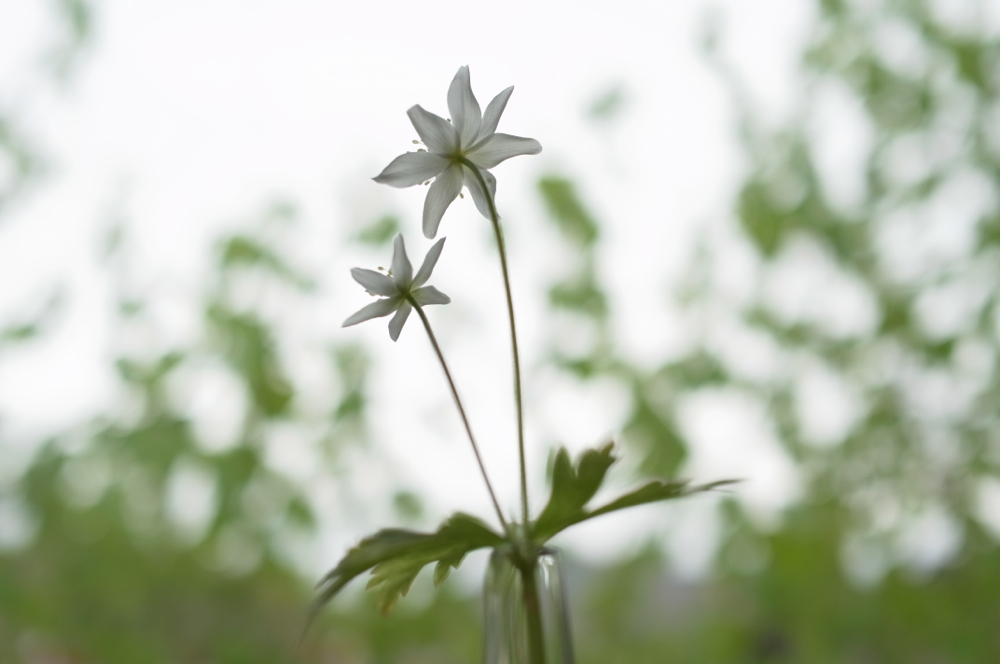 f:id:elmikamino:20130525094542j:image:w500