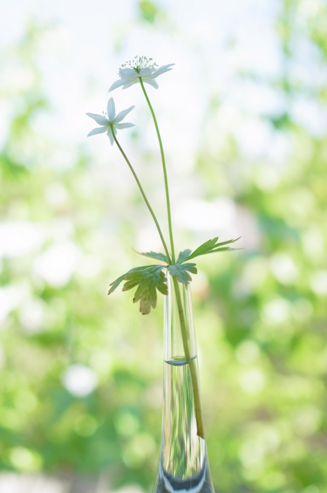 f:id:elmikamino:20130526100244j:image:h500