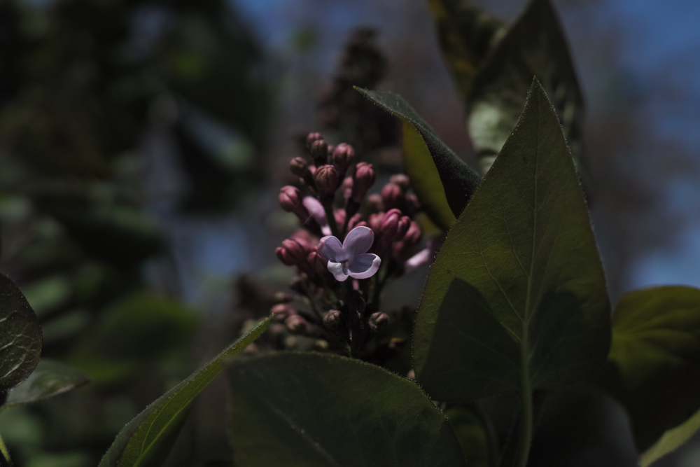 f:id:elmikamino:20130526121415j:image:w500