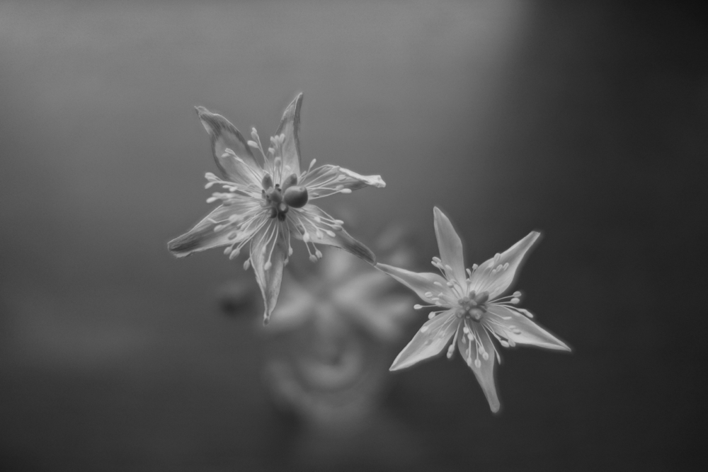 f:id:elmikamino:20130528112329j:image:w500