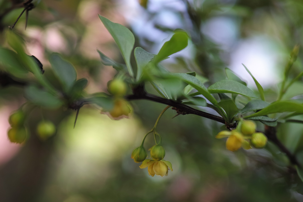 f:id:elmikamino:20130601093836j:image:w500 f:id:elmikamino:20130601093836j:image:w500