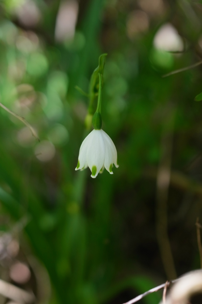 f:id:elmikamino:20130601102310j:image:h500 f:id:elmikamino:20130601102310j:image:h500