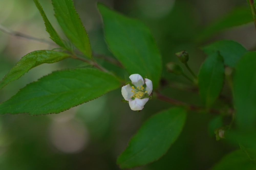 f:id:elmikamino:20130601102324j:image:w500 f:id:elmikamino:20130601102324j:image:w500