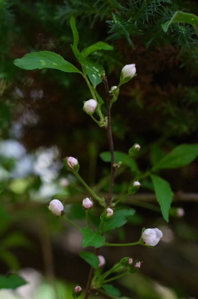 f:id:elmikamino:20130601102551j:image:h500 f:id:elmikamino:20130601102551j:image:h500