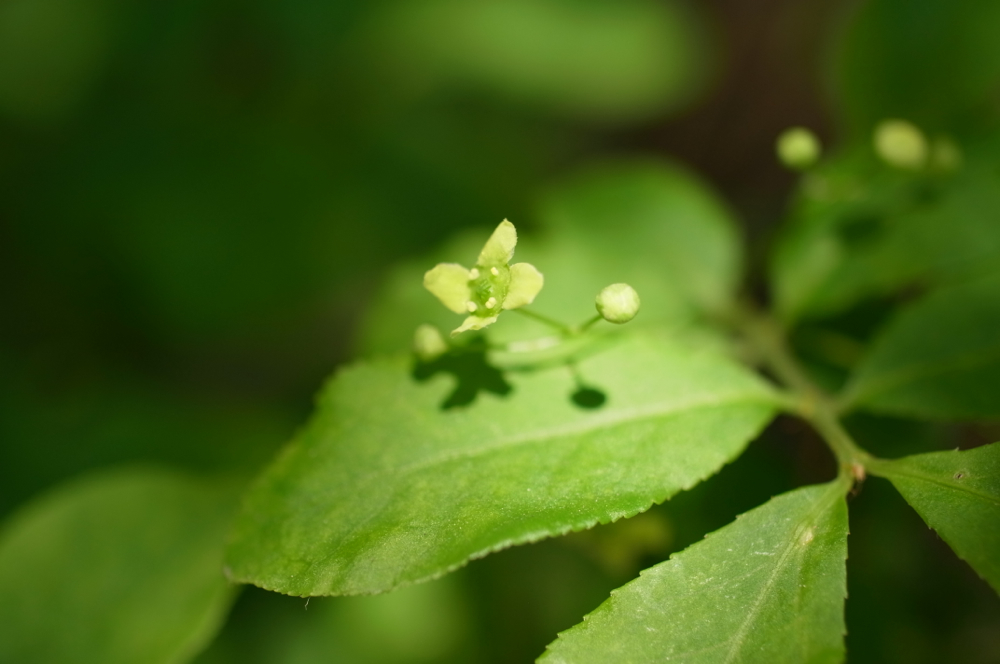 f:id:elmikamino:20130601103637j:image:w500 f:id:elmikamino:20130601103637j:image:w500