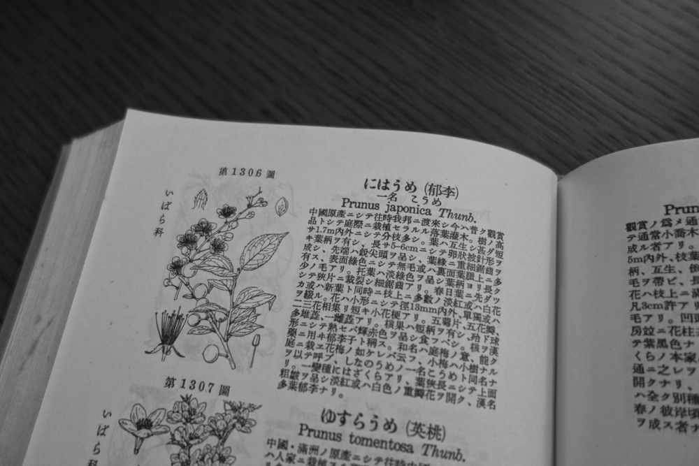 f:id:elmikamino:20130601110352j:image:w400 f:id:elmikamino:20130601110352j:image:w400