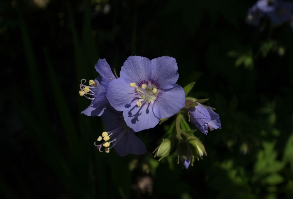 f:id:elmikamino:20130601121645j:image:w500 f:id:elmikamino:20130601121645j:image:w500