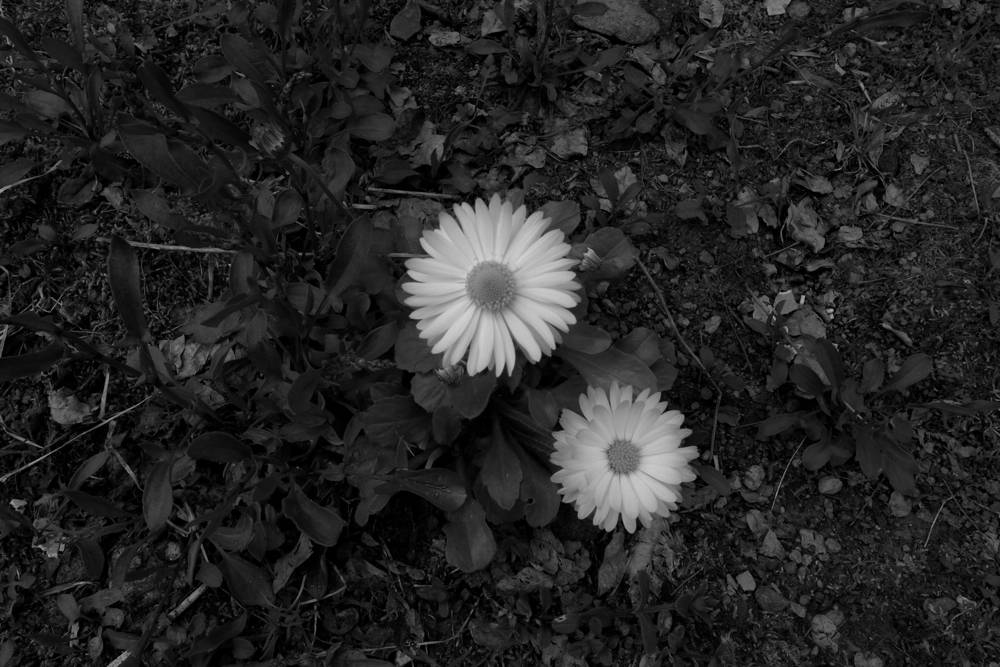 f:id:elmikamino:20130606100113j:image:w500