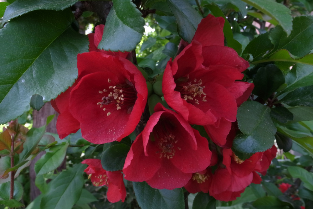 f:id:elmikamino:20130606102405j:image:w500