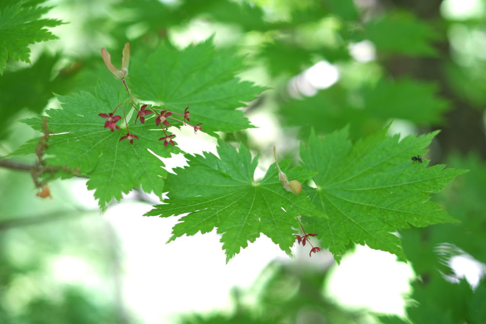 f:id:elmikamino:20130606103801j:image:w500