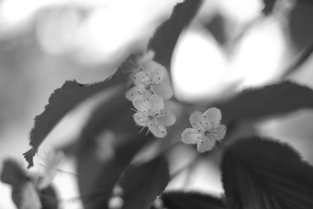 f:id:elmikamino:20130606110621j:image:w500