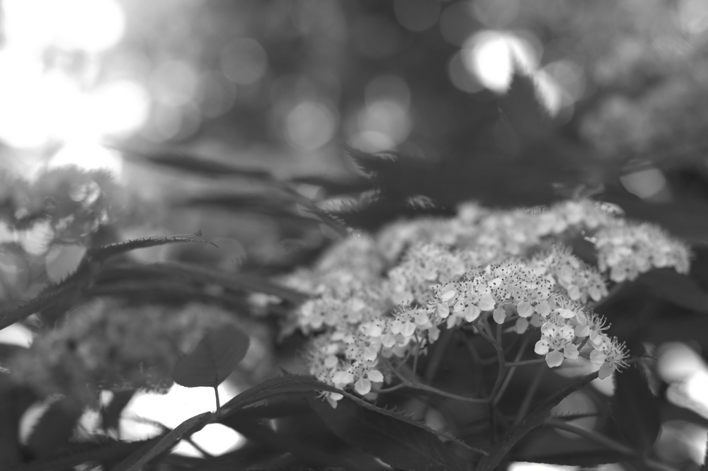 f:id:elmikamino:20130606111005j:image:w500