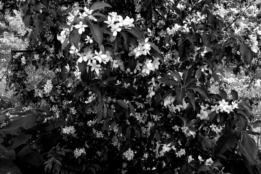 f:id:elmikamino:20130606113253j:image:w500