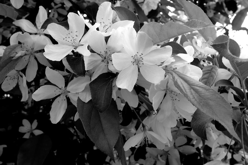 f:id:elmikamino:20130606113658j:image:w500