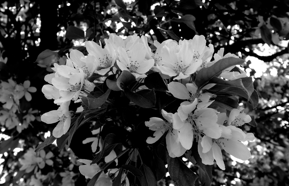 f:id:elmikamino:20130606113806j:image:w500