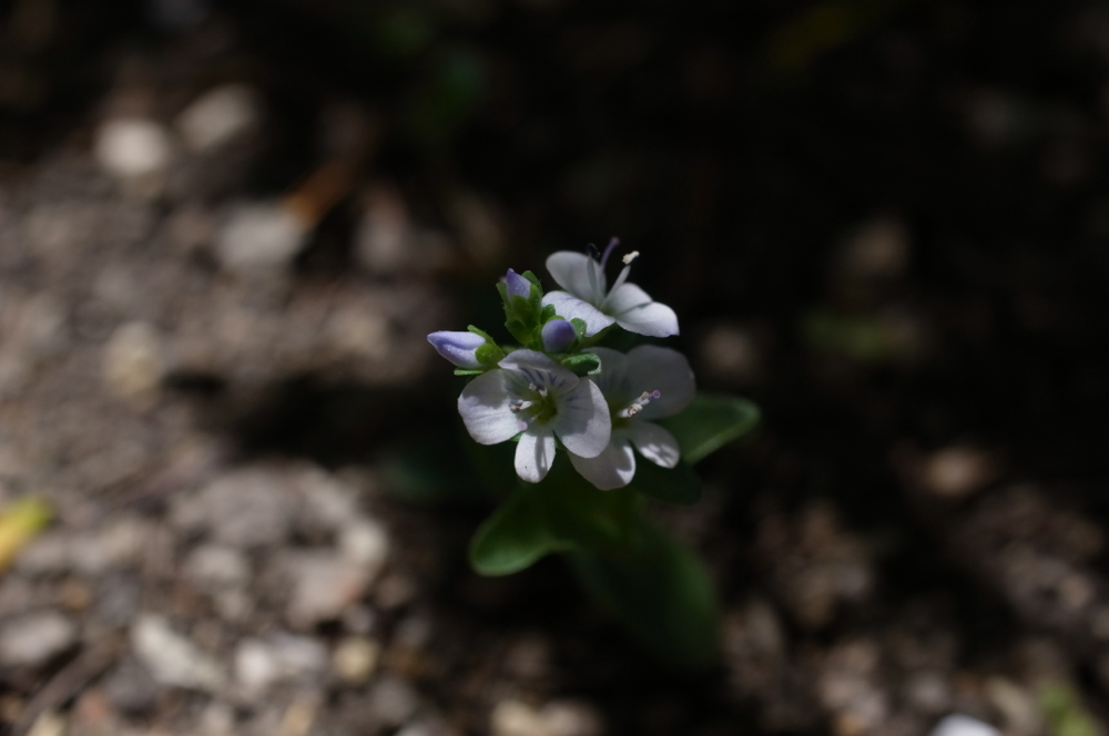 f:id:elmikamino:20130608102956j:image:w500