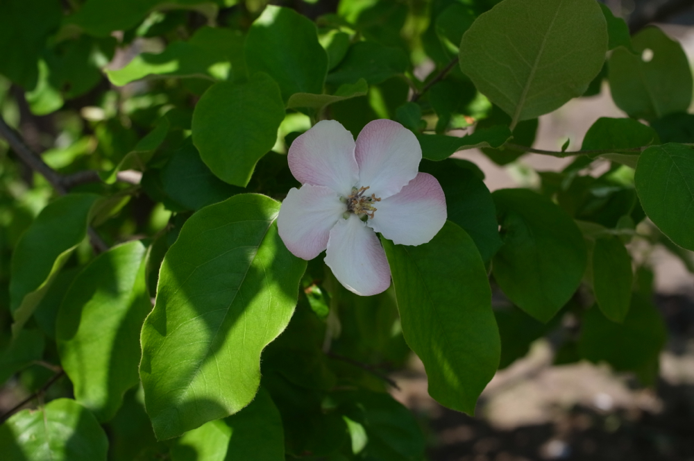 f:id:elmikamino:20130608103300j:image:w500