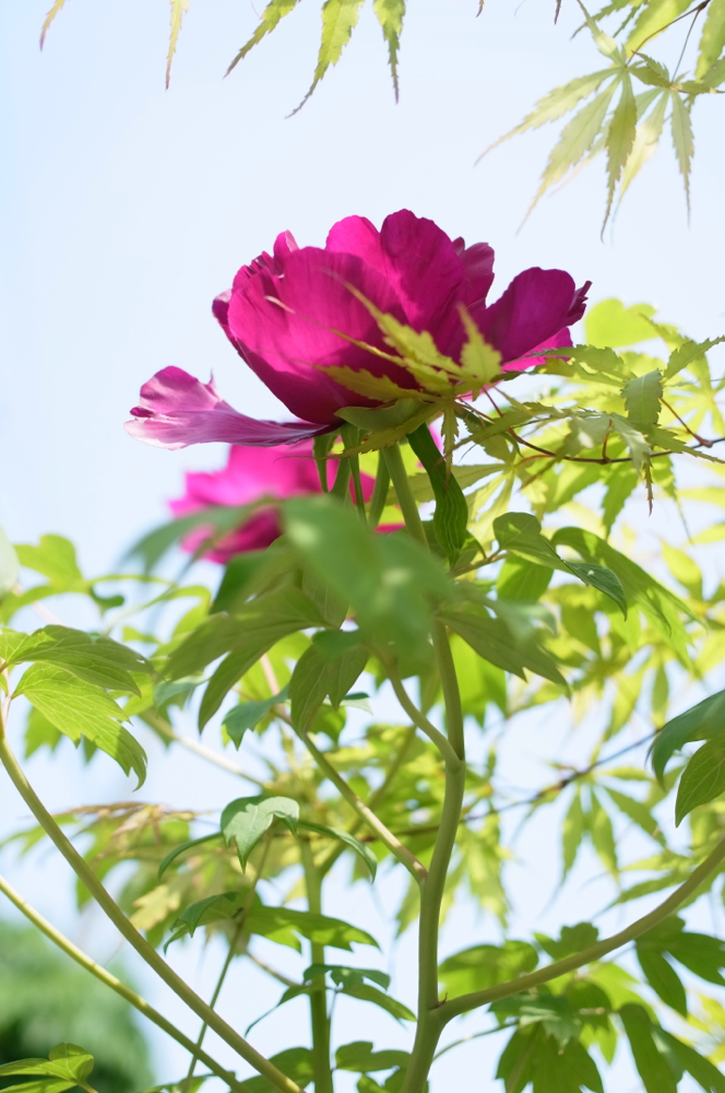 f:id:elmikamino:20130608103813j:image:h500