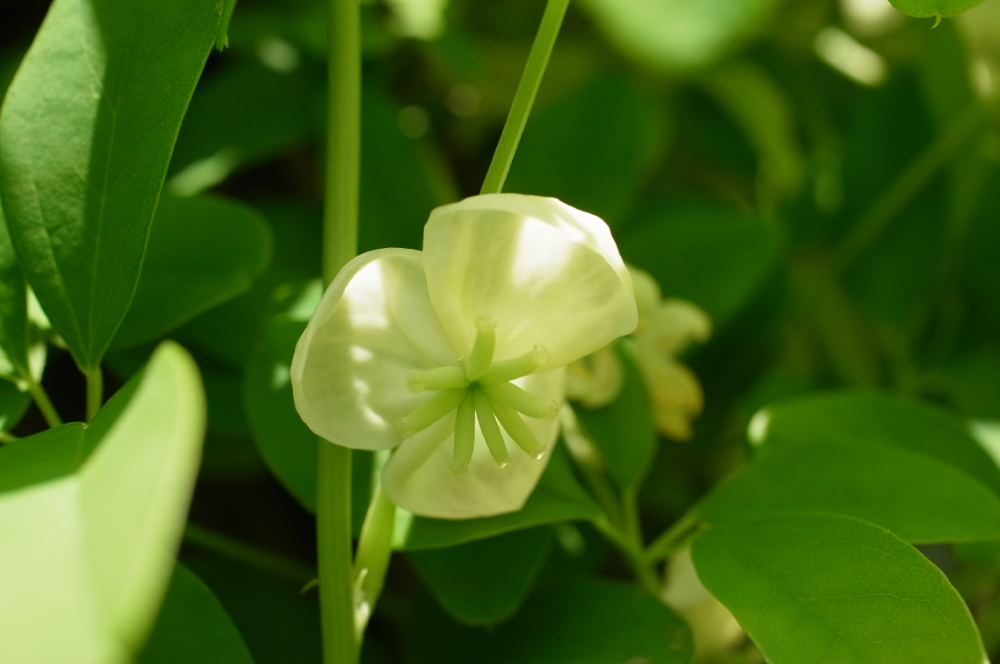 f:id:elmikamino:20130608104222j:image:w500