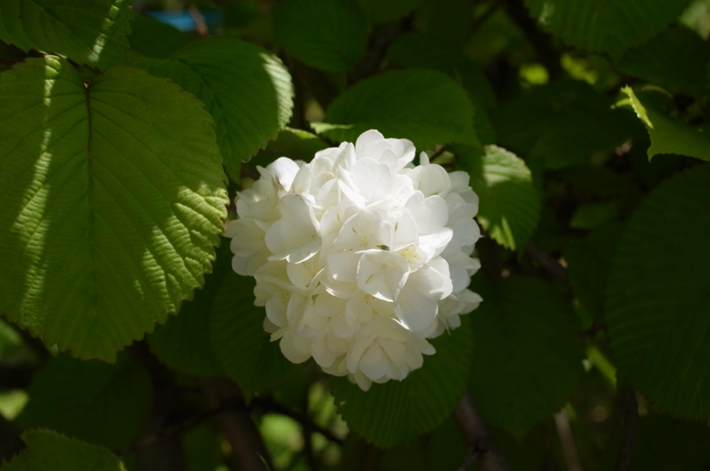f:id:elmikamino:20130608104340j:image:w500