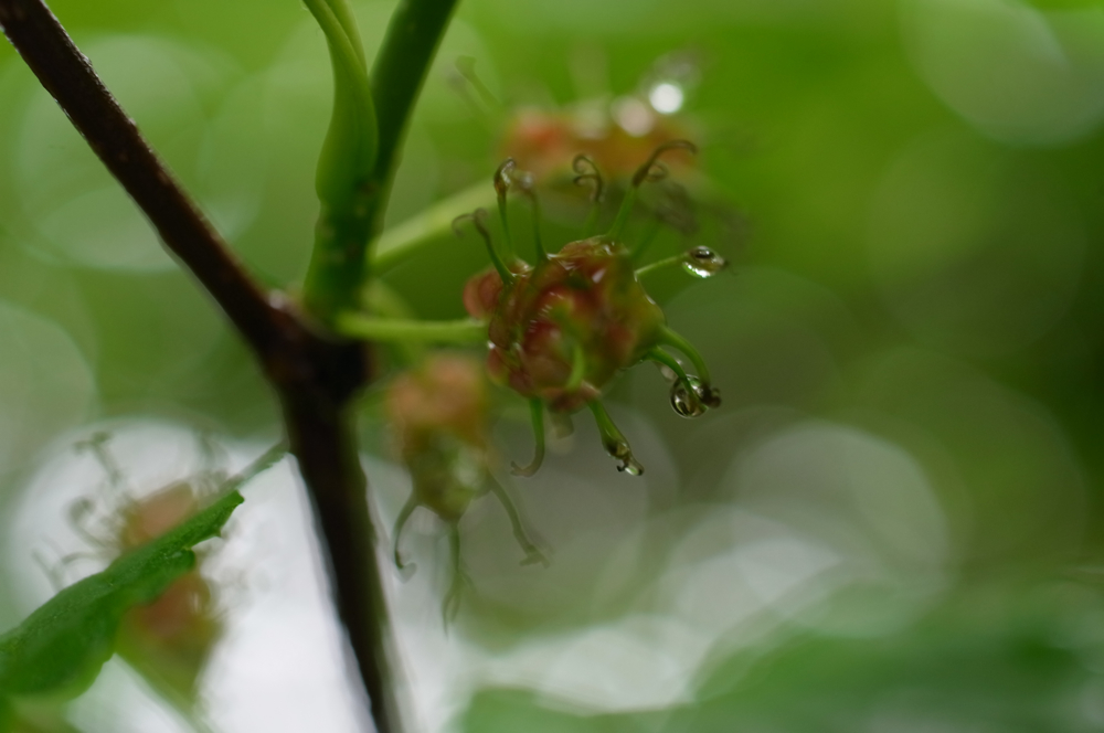f:id:elmikamino:20130615105847j:image:w500