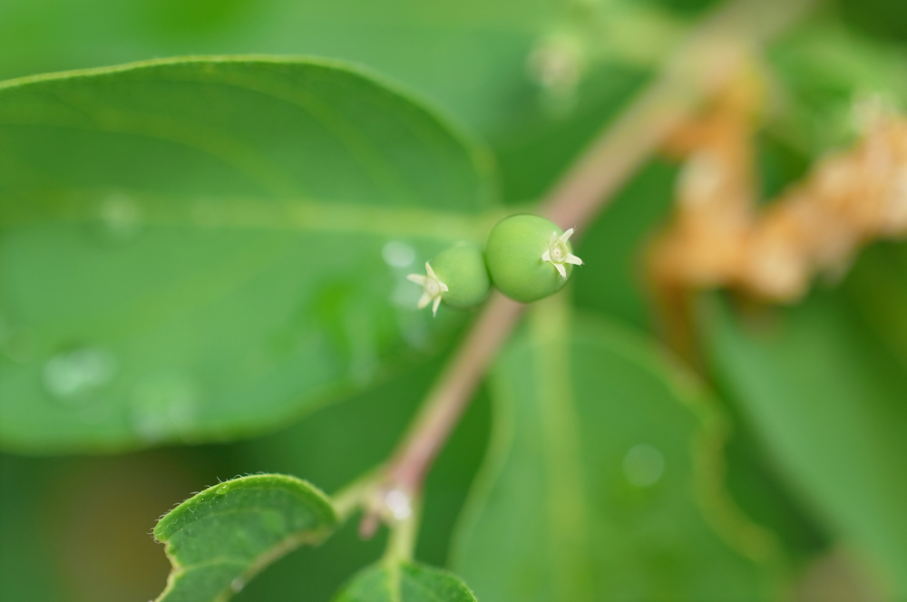 f:id:elmikamino:20130615113046j:image:w500