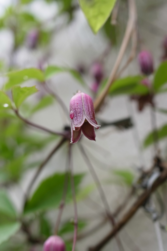 f:id:elmikamino:20130615114141j:image:h500