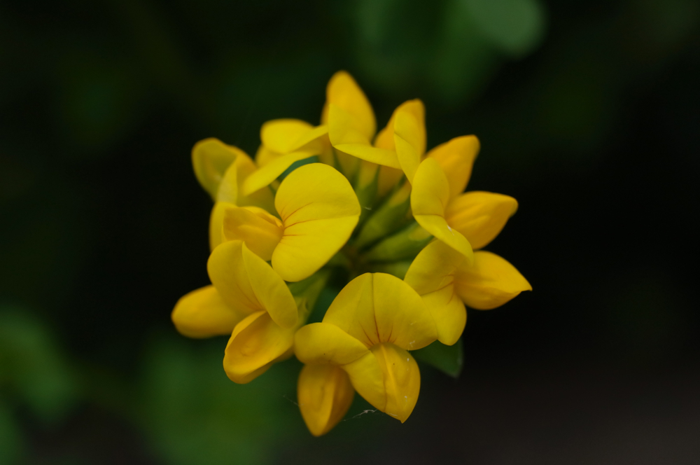 f:id:elmikamino:20130616095818j:image:w500