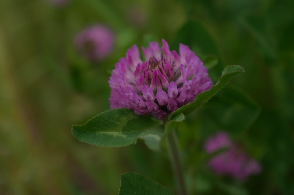 f:id:elmikamino:20130616095945j:image:w500