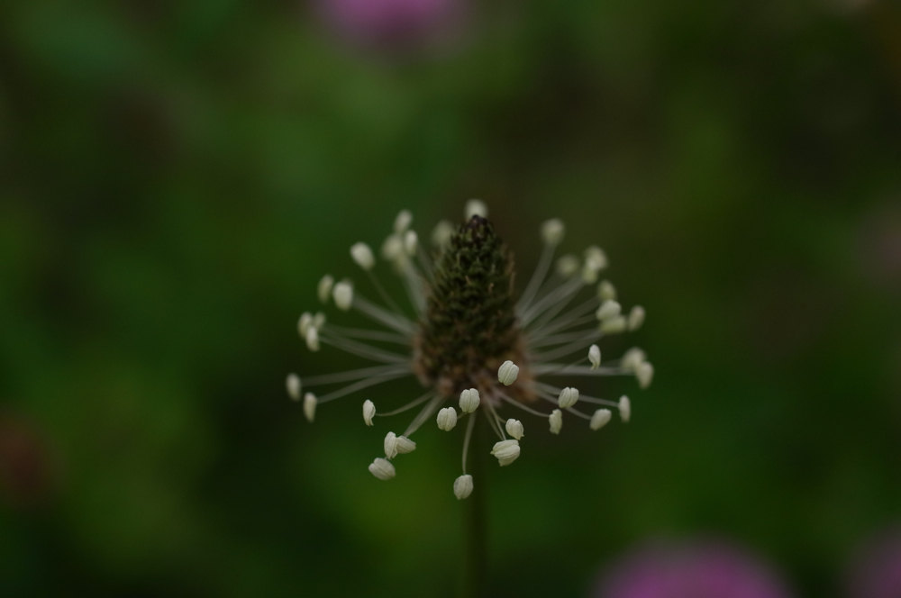 f:id:elmikamino:20130616100007j:image:w500