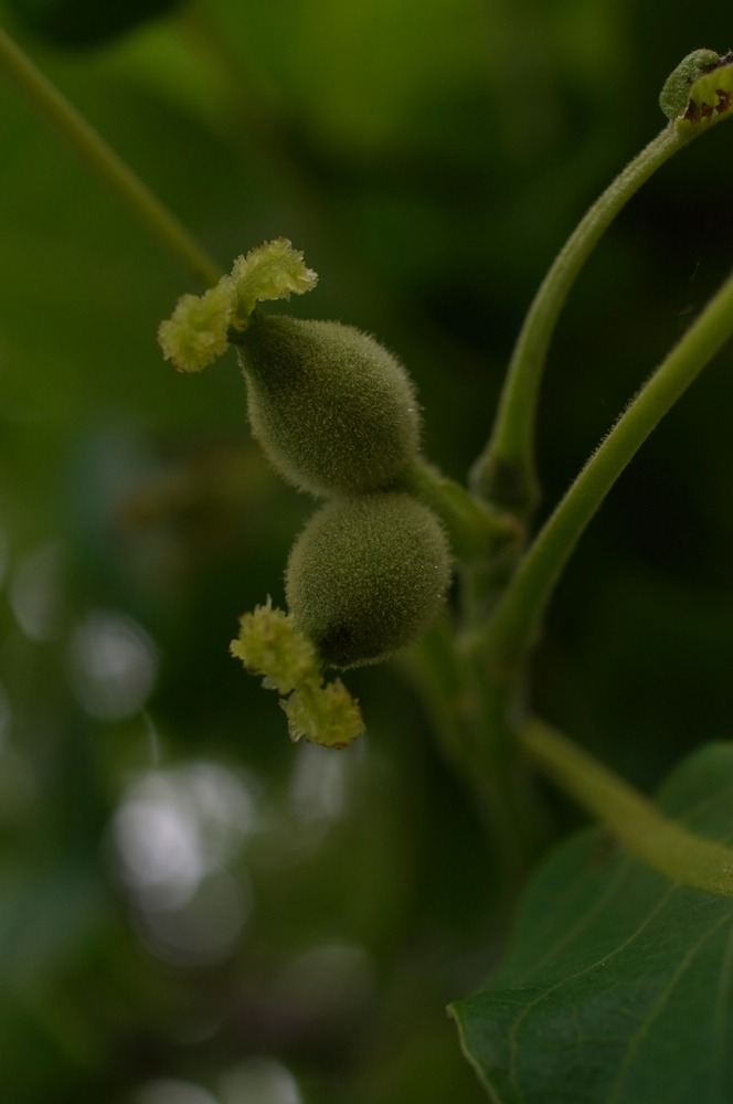 f:id:elmikamino:20130616100357j:image:h500