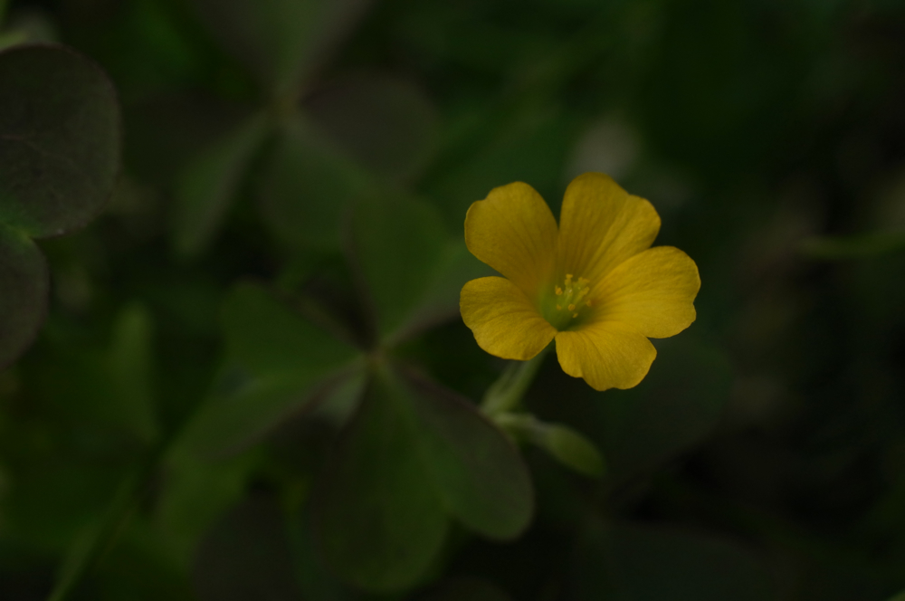 f:id:elmikamino:20130616101314j:image:w500