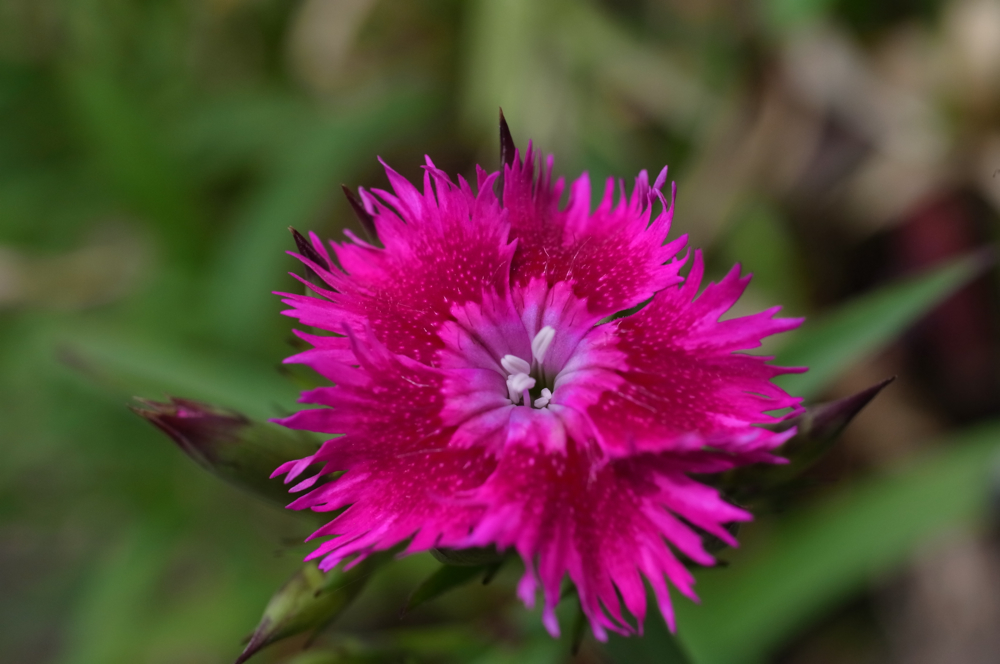 f:id:elmikamino:20130616101800j:image:w500