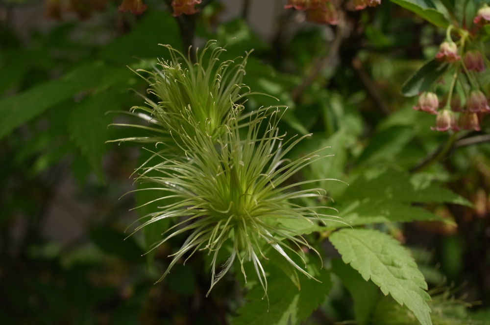 f:id:elmikamino:20130616101859j:image:w500