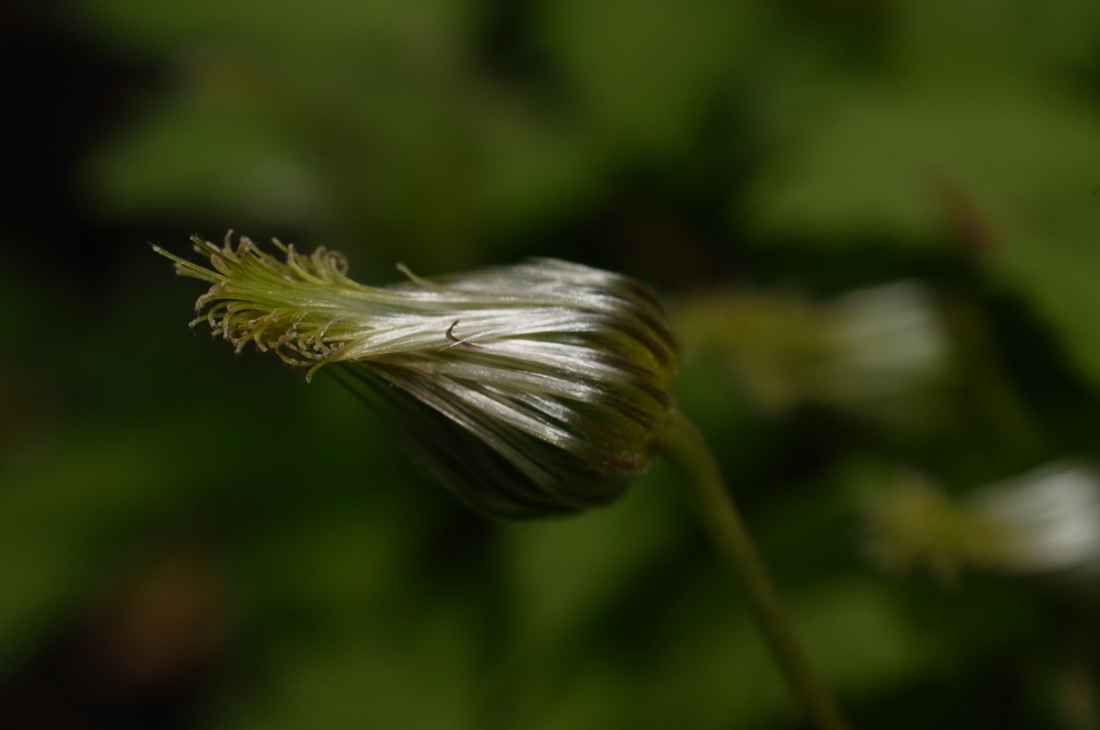 f:id:elmikamino:20130616101953j:image:w500