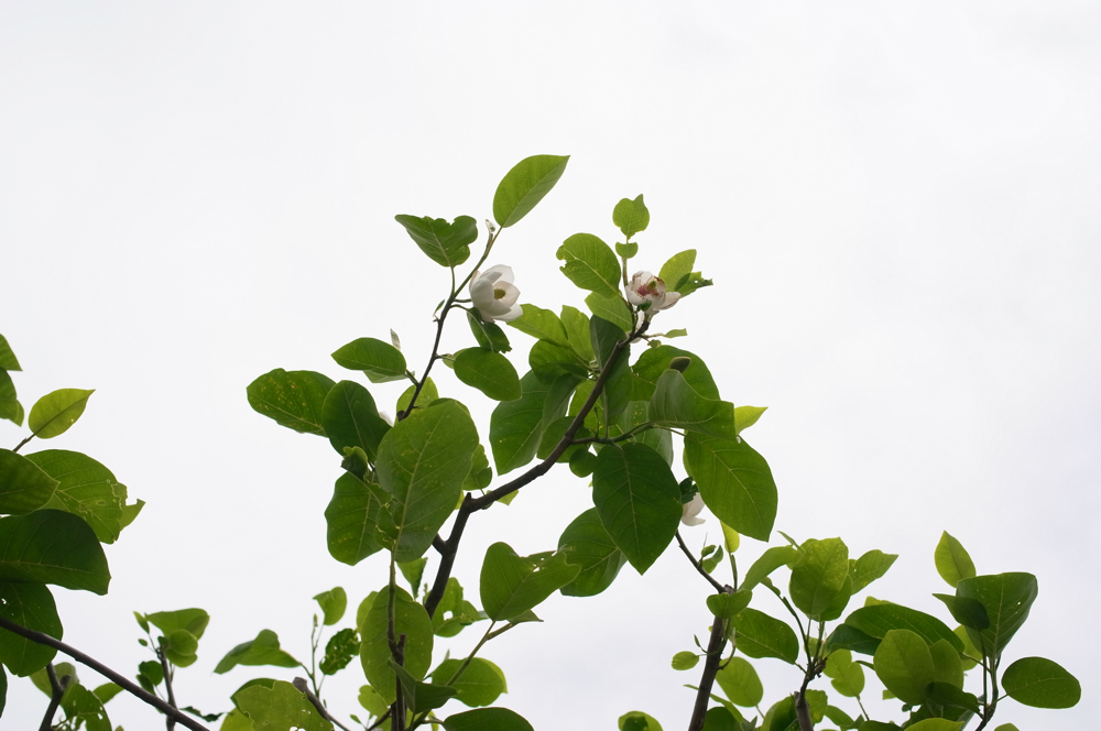 f:id:elmikamino:20130616103201j:image:w500