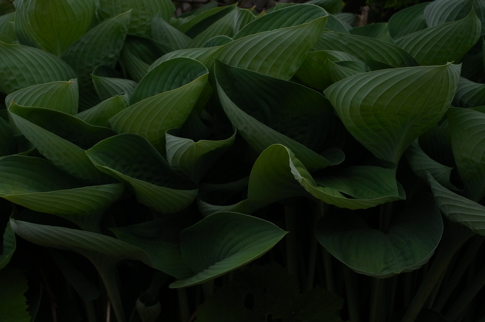 f:id:elmikamino:20130616103700j:image:w500