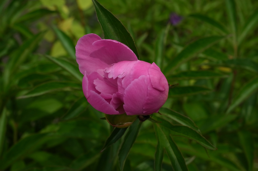 f:id:elmikamino:20130616104004j:image:w500