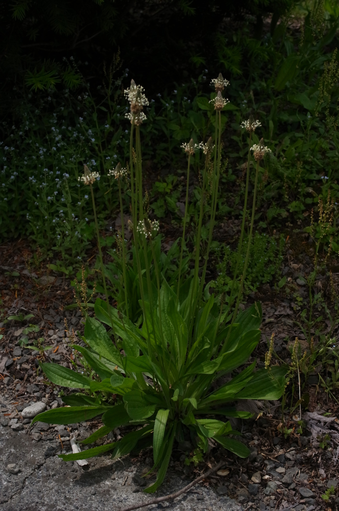 f:id:elmikamino:20130616104134j:image:h500