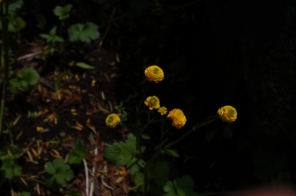 f:id:elmikamino:20130616104232j:image:w500